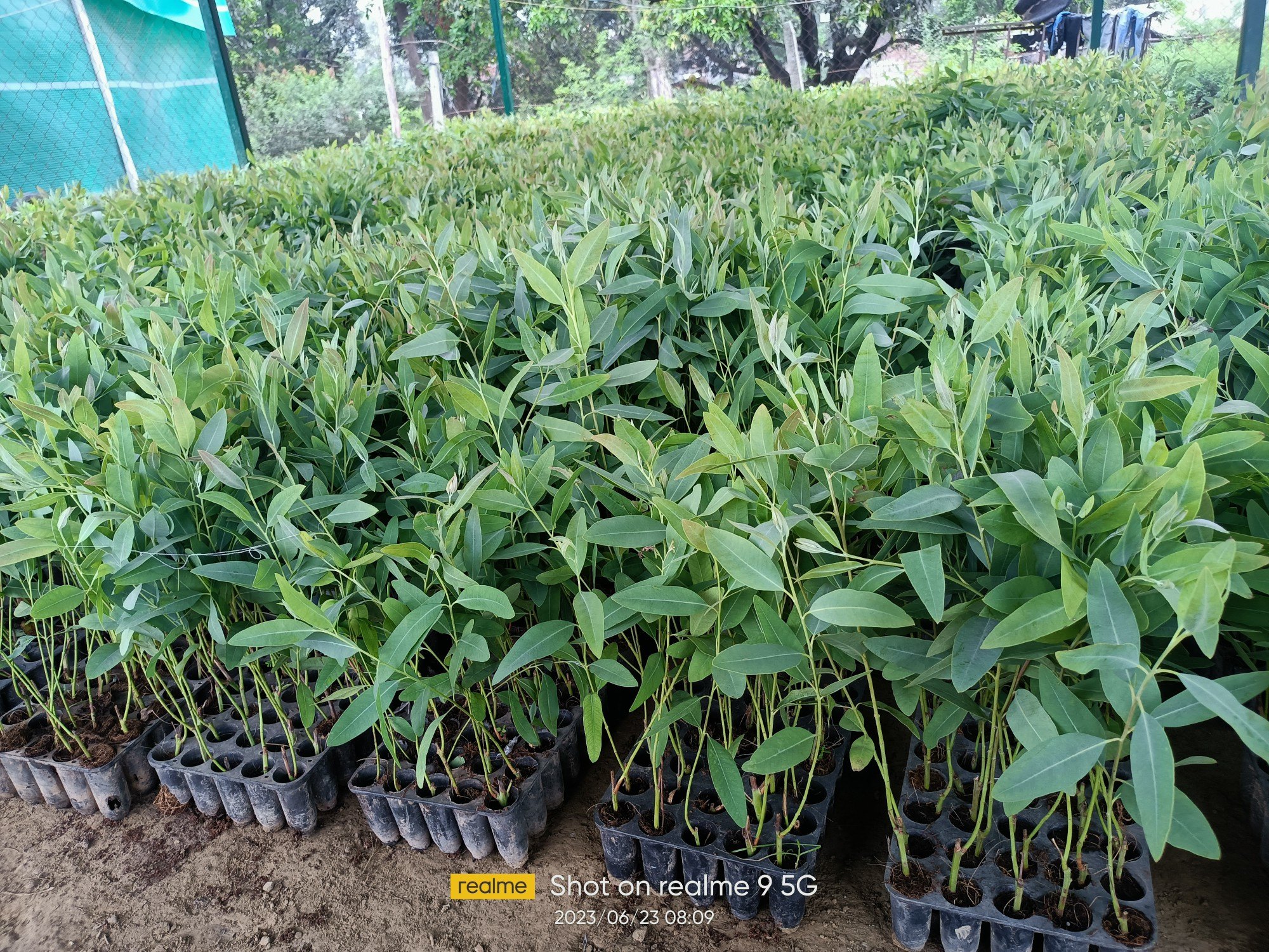 Hightech Clone Plants