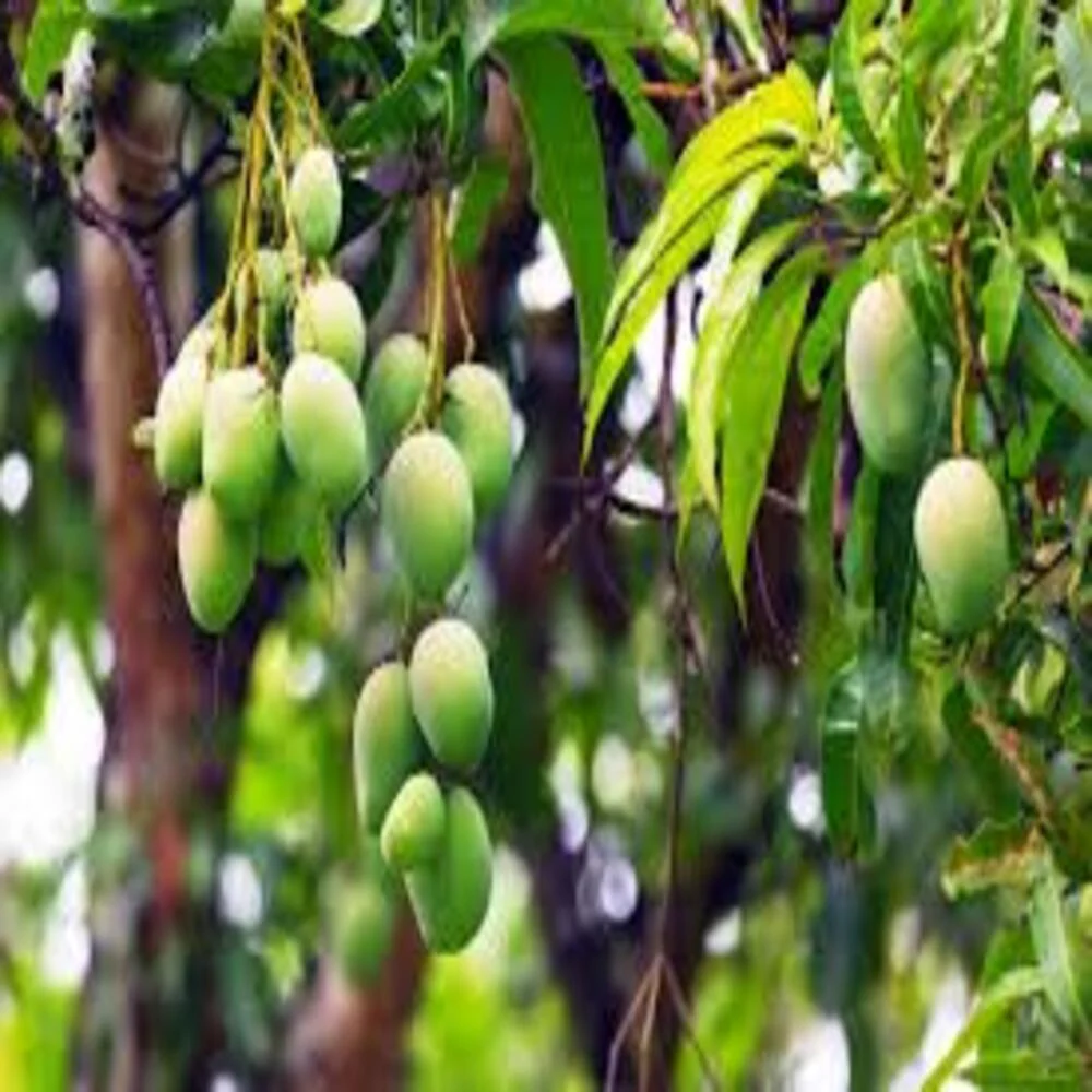 Dussehri (Dushari) Mango Plant 🥭