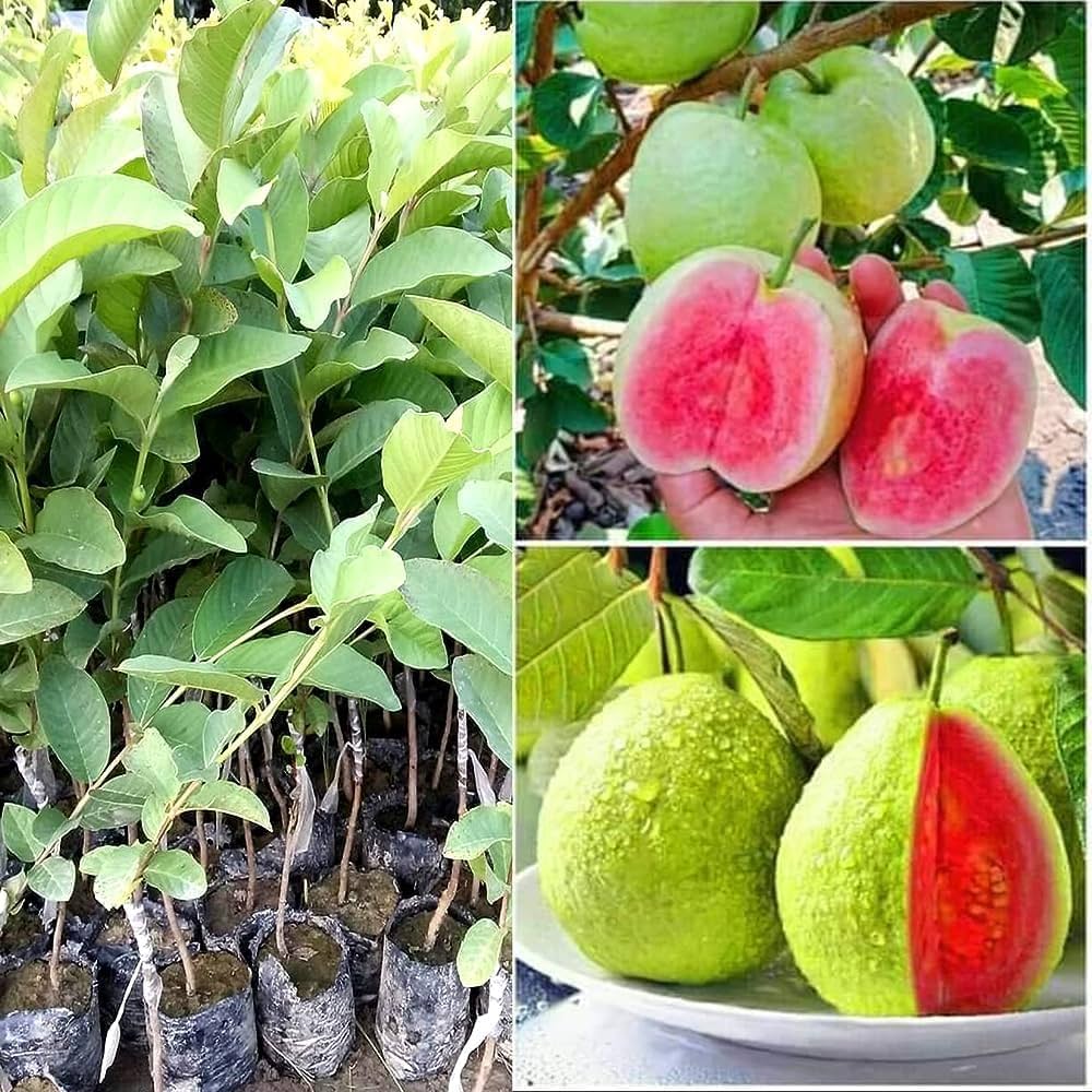 Taiwan Pink Guava